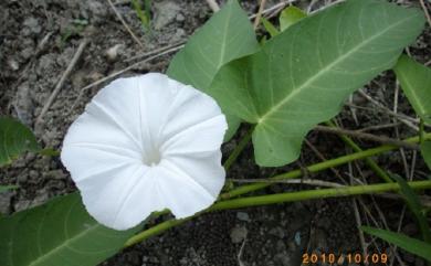 Ipomoea aquatica Forssk. 甕菜