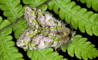 Somera viridifusca viridifusca Walker, 1855 瑟舟蛾