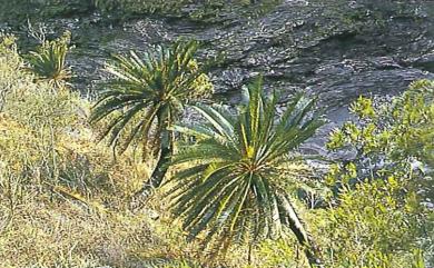 Cycas taitungensis 臺東蘇鐵