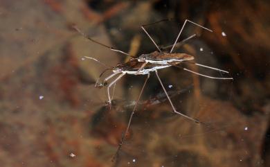 Aquarius elongatus (Uhler, 1897) 長翅大黽蝽