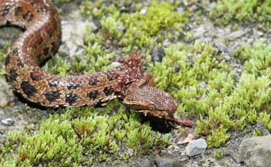 Trimeresurus gracilis Oshima, 1920 菊池氏龜殼花