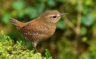 Troglodytes troglodytes taivanus Hartert, 1910 鷦鷯