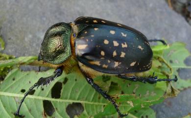 Cheirotonus formosanus Ohaus, 1913 長臂金龜