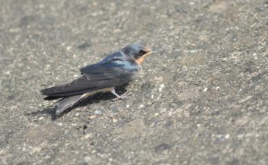 Hirundo tahitica namiyei (Stejneger, 1887) 洋燕(臺灣亞種)