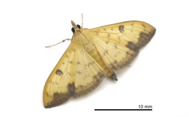 Botyodes diniasalis (Walker, 1859) 黃翅綴葉野螟蛾