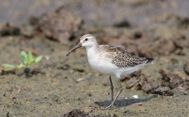 Calidris ferruginea (Pontoppidan, 1763) 彎嘴濱鷸