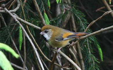 Suthora verreauxi morrisoniana 黃羽鸚嘴