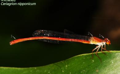 Ceriagrion nipponicum Asahina, 1967 朱紅細蟌