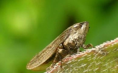 Poophilus costalis (Walker, 1851) 嗜菊短頭脊沫蟬