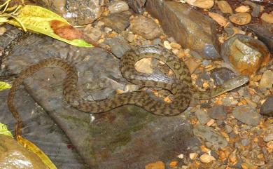 Trimerodytes percarinatus suriki (Maki, 1931) 白腹遊蛇