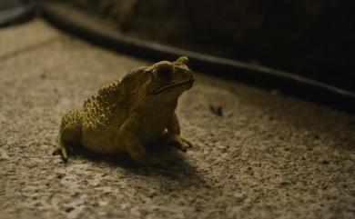 Duttaphrynus melanostictus (Schneider, 1799) 黑眶蟾蜍