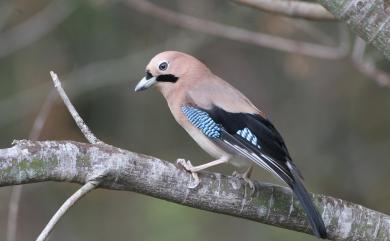 Garrulus glandarius taivanus (Gould, 1862) 松鴉