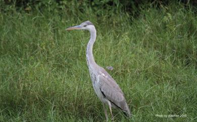 Ardea cinerea jouyi Clark, 1907 蒼鷺