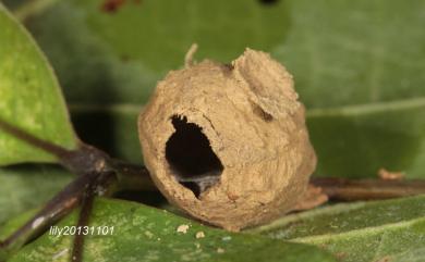 Eumenes labiatus labiatus 赭褐凹背蜾蠃