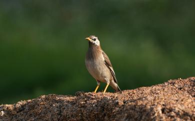 Spodiopsar cineraceus (Temminck, 1835) 灰椋鳥