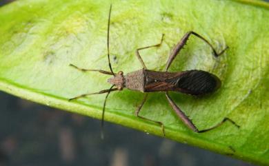 Riptortus linearis (Fabricius, 1775) 條蜂緣蝽
