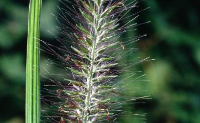 Pennisetum alopecuroides (L.) Spreng. 狼尾草