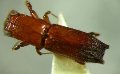 Euplatypus parallelus (Fabricius, 1801) 平行長小蠹