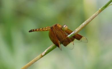 Neurothemis taiwanensis Seehausen & Dow, 2016 善變蜻蜓