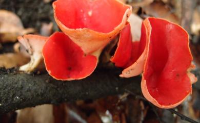 Sarcoscypha humberiana F.A.Harr. 休氏肉杯菌
