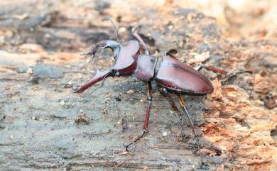 Lucanus swinhoei Parry, 1874 姬深山鍬形蟲