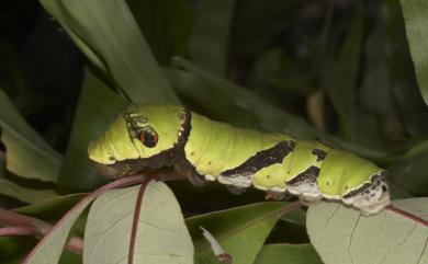 Papilio helenus fortunius Fruhstorfer, 1908 白紋鳳蝶