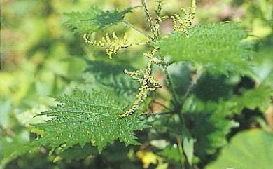 Urtica thunbergiana 蕁麻