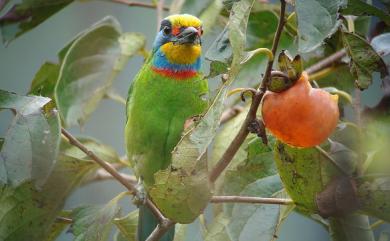 Psilopogon nuchalis (Gould, 1863) 五色鳥