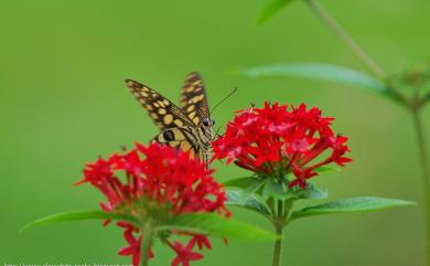 Papilio demoleus Linnaeus, 1758 花鳳蝶