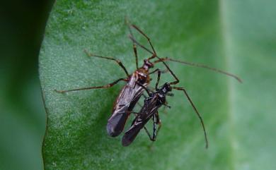 Helopeltis cinchonae Mann, 1907 角盲蝽