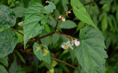 Begonia chuyunshanensis 出雲山秋海棠