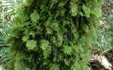 Homaliodendron flabellatum (Sm.) Fleisch. 樹平苔