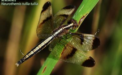 Neurothemis tullia tullia (Drury, 1773) 雙截蜻蜓