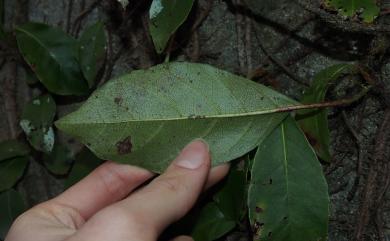 Hydrangea integrifolia Hayata 大枝掛繡球