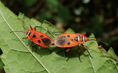 Pyrrhocoris carduelis (Stål, 1863) 東方直紅椿象