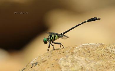 Burmagomphus vermicularis Martin, 1904 蟲莖春蜓