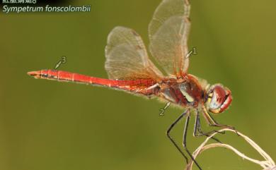 Sympetrum fonscolombii (Selys, 1840) 紅脈蜻蜓