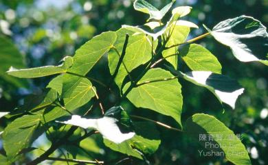 Idesia polycarpa Maxim. 山桐子