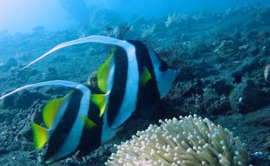 Heniochus acuminatus (Linnaeus, 1758) 白吻雙帶立旗鯛