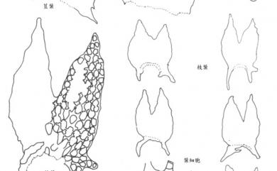 Plicanthus birmensis (Steph.) R.M.Schust.