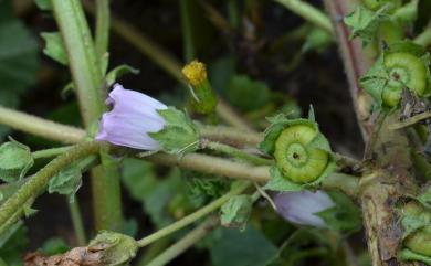 Malva neglecta 圓葉錦葵