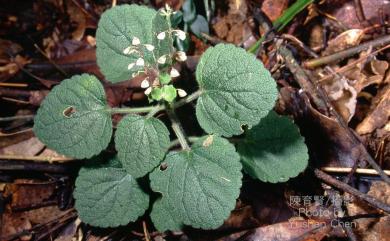 Scutellaria indica L. 印度黃芩