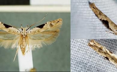 Hypatima rhomboidella Linnaeus, 1758 樺蠻麥蛾