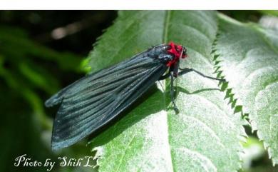 Euleechia arisana (Matsumura, 1931) 阿里山釉麗燈蛾