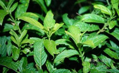 Hydrangea angustipetala 狹瓣八仙花