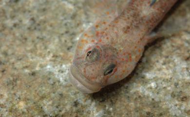 Rhinogobius rubromaculatus Lee & Chang, 1996 短吻紅斑吻鰕虎