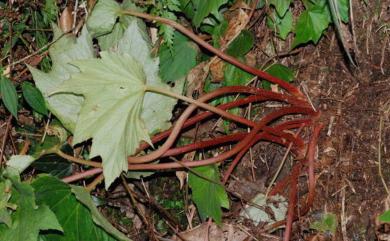 Begonia austrotaiwanensis 南臺灣秋海棠