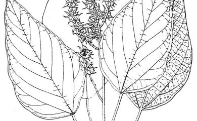 Mallotus paniculatus var. paniculatus (Lam.) Müll.Arg. 白匏子