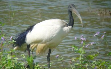 Threskiornis aethiopicus (Latham, 1790) 埃及聖䴉