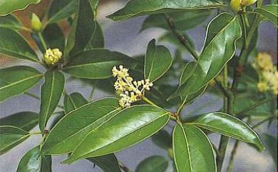 Camphora micrantha (Hayata) Y.Yang, B.Liu & Zhi Yang 冇樟